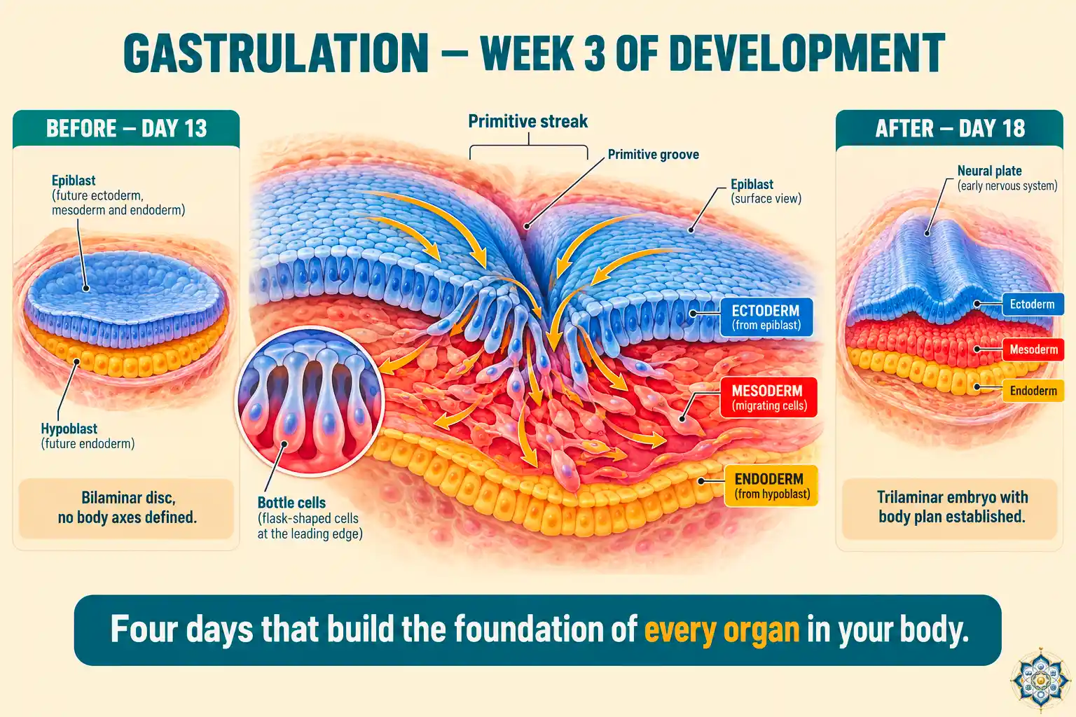Scientific illustration of gastrulation in a human embryo showing the three germ layers forming — ectoderm colored blue on top, mesoderm colored red in the middle, and endoderm colored yellow on the bottom — with the primitive streak visible as a central groove and cells ingressing to form the layers